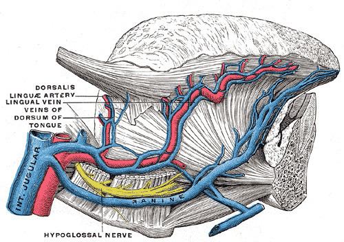Dorsal lingual veins