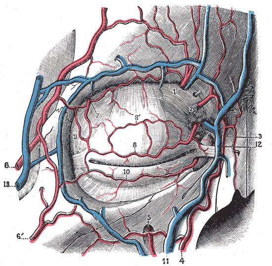 Dorsal nasal artery