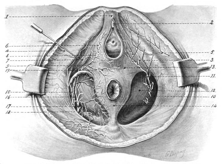 Dorsal nerve of clitoris