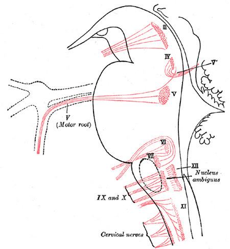 Dorsal nucleus of vagus nerve