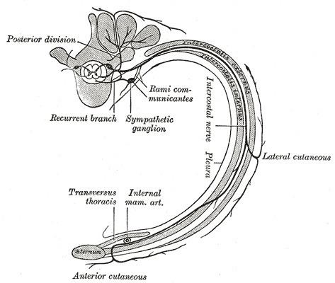Dorsal ramus of spinal nerve