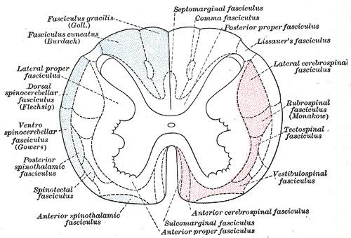Dorsal spinocerebellar tract
