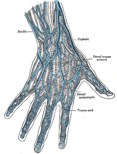 Dorsal venous network of hand
