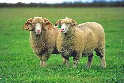 Dorset Horn Sheep 101 Sheep Breeds DF