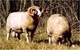 Dorset Horn DORSET HORN SHEEP