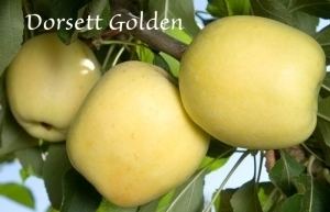 Dorsett Golden Dorsett Golden Apple Dave Wilson Nursery