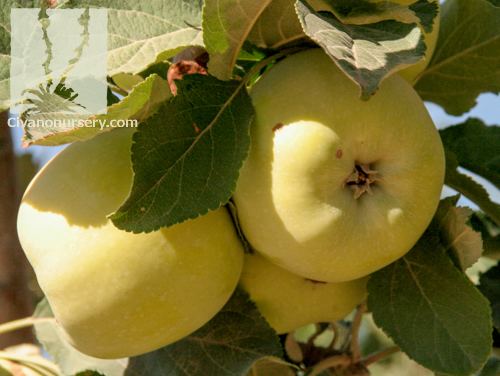 Dorsett Golden Civano Nursery gt Catalog gt Plant gt Dorsett Golden Apple