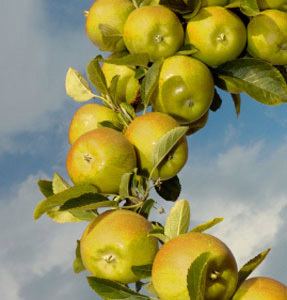 Dorsett Golden Dorsett Golden Apple Golden Apple Tree Willis Orchards