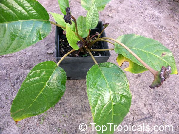 Dorstenia bahiensis httpstoptropicalscompicsgarden07kmPICT090
