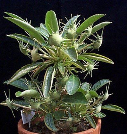 Dorstenia foetida Dorstenia foetida Moraceae