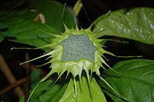 Dorstenia turnerifolia httpsuploadwikimediaorgwikipediacommonsthu