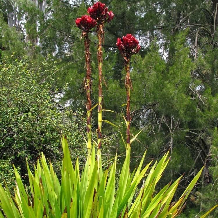 Doryanthes Australian Seed DORYANTHES excelsa