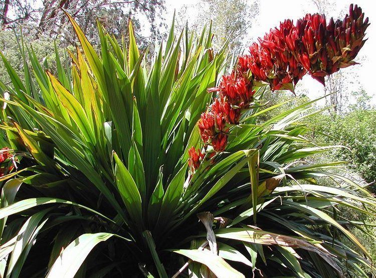 Doryanthes The Giant Spear Lily Doryanthes palmeri