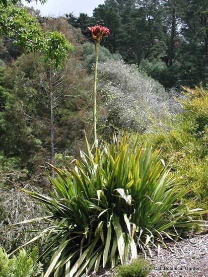 Doryanthes excelsa Pacific Bulb Society Doryanthes