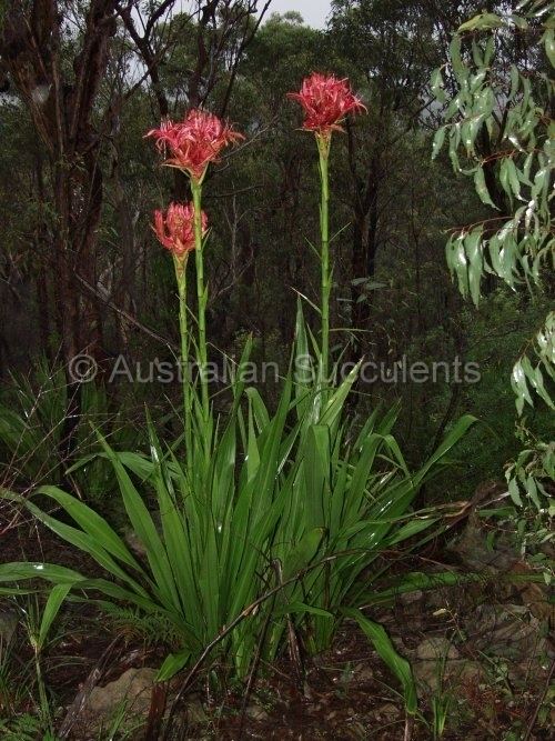 Doryanthes excelsa Australian Succulents Carpobrotus gt Doryanthes excelsa