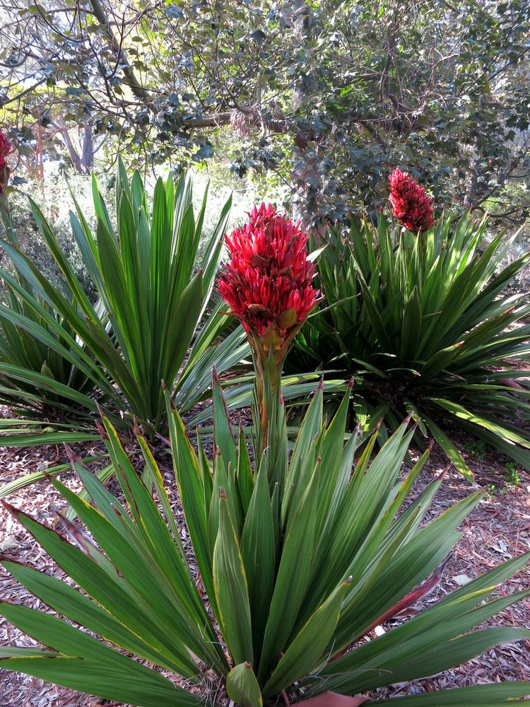 Doryanthes excelsa A Closer Look at NSW Cut Flower Exports Australian Cut Flower Industry