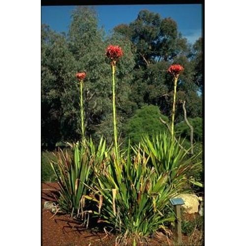 Doryanthes excelsa Buy Doryanthes Excelsa Gymea Lilly Online Plants