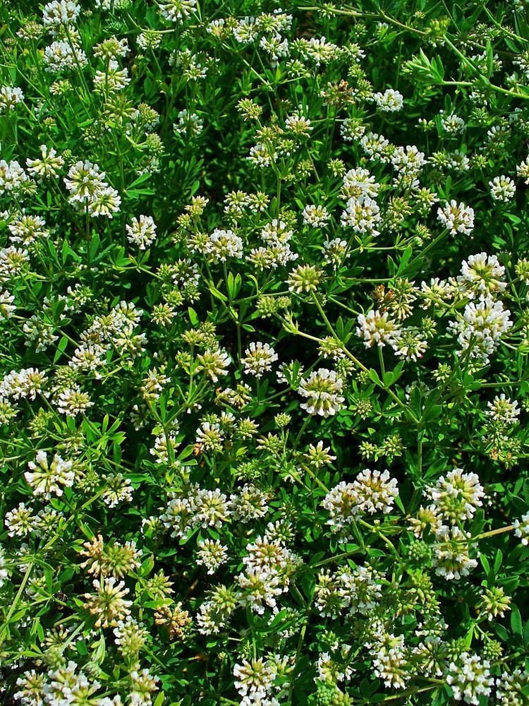 Dorycnium herbaceum httpsuploadwikimediaorgwikipediacommonsdd