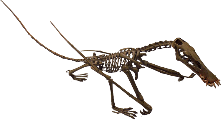 Dorygnathus Dorygnathus banthensis by Triebold Paleontology Inc