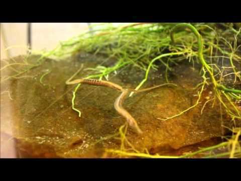 Doryichthys Freshwater Pipefish Doryichthys deokhatoides YouTube