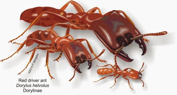 Dorylus Ants of Southern Africa Dorylus helvolus the Red Driver ant