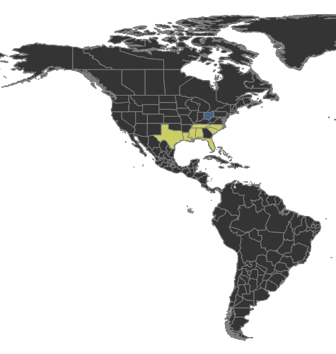 Dorymyrmex bureni wwwantwikiorgwikiimages884Dorymyrmexbureni