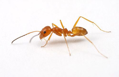 Dorymyrmex bureni Ants of Archbold