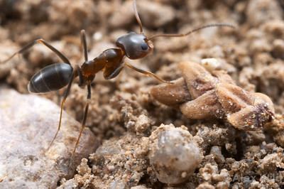 Dorymyrmex insanus Alex Wild Photography Photo Keywords dorymyrmex