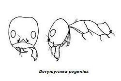 Dorymyrmex pogonius httpsuploadwikimediaorgwikipediacommonsthu