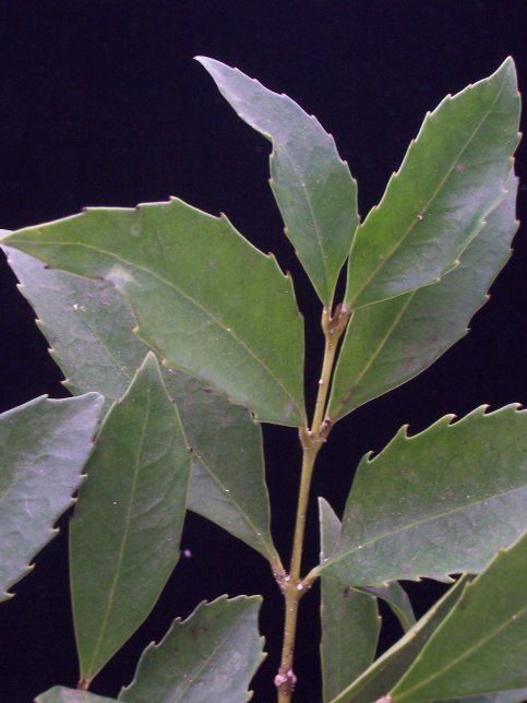 Doryphora sassafras sassafras Australian Sassafras Monimiaceae