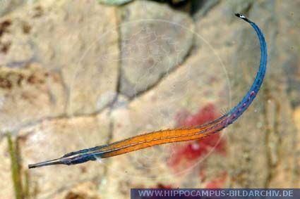 Doryrhamphus janssi Doryrhamphus janssi alias Janss39 Pipefish Hippocampus Bildarchiv