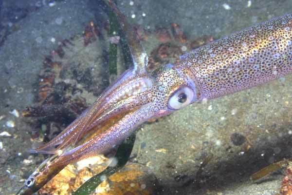 Doryteuthis opalescens Doryteuthis opalescens California market squid Loligo opalescens