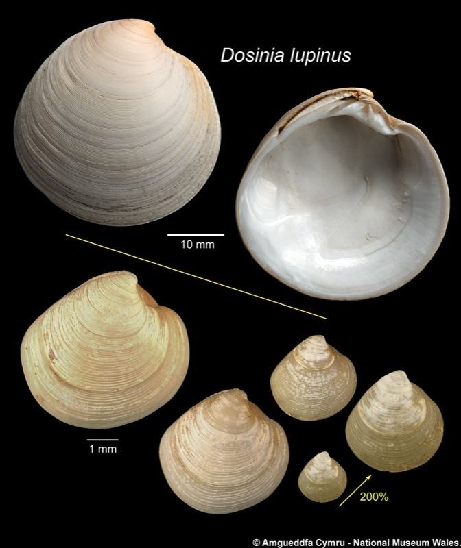 Dosinia Dosinia lupinus Linnaeus 1758 Marine Bivalve Shells of the