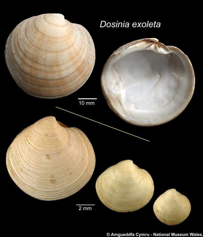 Dosinia exoleta Dosinia exoleta Linnaeus 1758 Marine Bivalve Shells of the