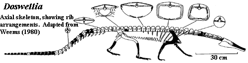 Doswellia Palaeos Vertebrates Archosauria Derived Rauisuchia