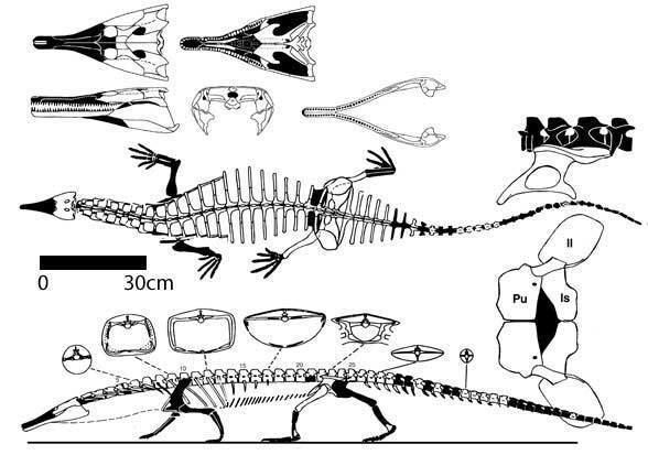 Doswellia More About Doswellia and Archeopelta The Pterosaur Heresies