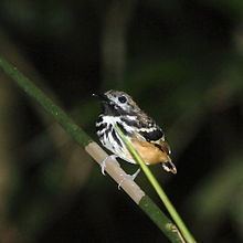 Dot-backed antbird httpsuploadwikimediaorgwikipediacommonsthu