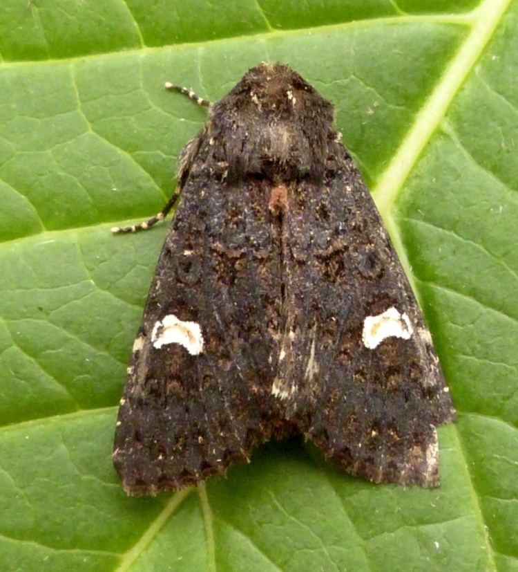 Dot moth Dot Moth Melanchra persicariae NatureSpot
