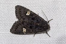 Dot moth Dot moth Wikipedia