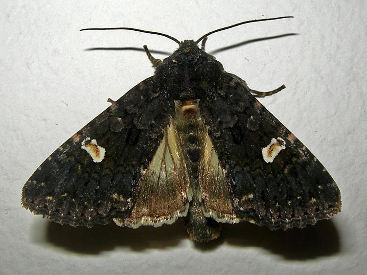 Dot moth Dot Moth Melanchra persicariae Norfolk Moths The macro and