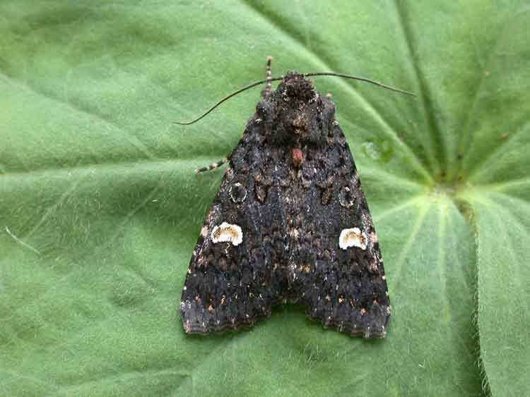 Dot moth 2155 Dot Moth Noctuidae Melanchra persicariae Simply Birds