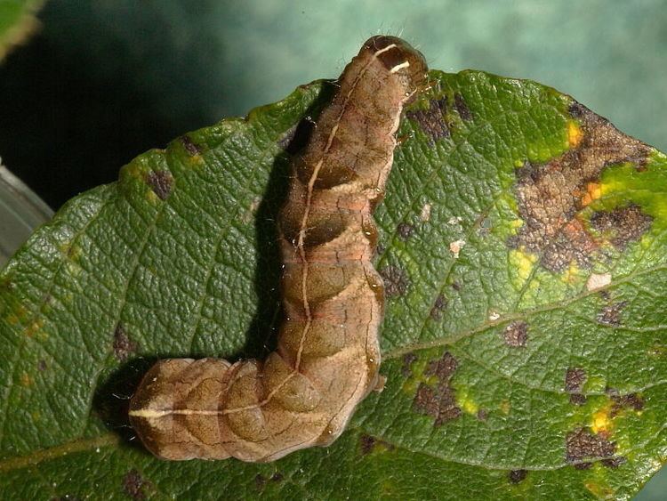 Dot moth DOT MOTH Melanchra persicariae Wildlife Insight