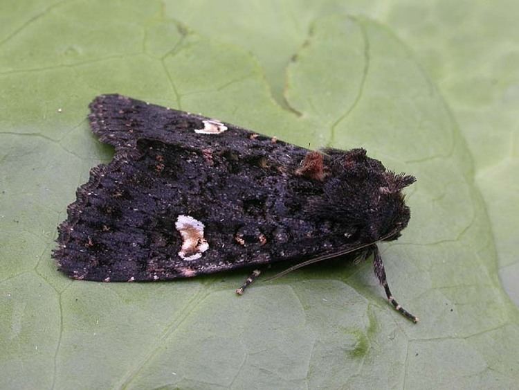 Dot moth Dot Moth Melanchra persicariae UKMoths