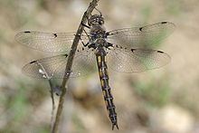 Dot-winged baskettail httpsuploadwikimediaorgwikipediacommonsthu