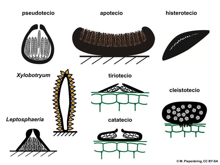 Dothideomycetes File04 03 45 cuerpos fructferos Dothideomycetes Ascomycota M