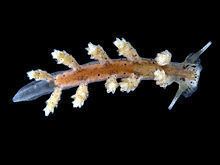 Doto tuberculata httpsuploadwikimediaorgwikipediacommonsthu