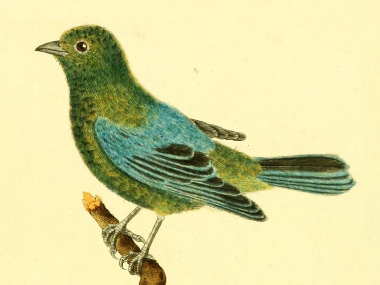 Dotted tanager