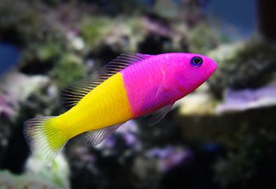Dottyback The Royal Dottyback Pretty but Potentially a Royal Pain