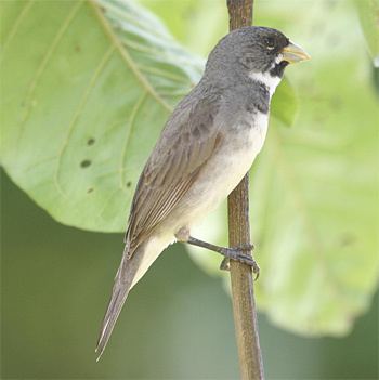 Double-collared seedeater Birdfinders Birdwatching Holidays Brazil