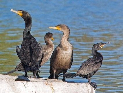 Double-crested cormorant Doublecrested Cormorant Identification All About Birds Cornell